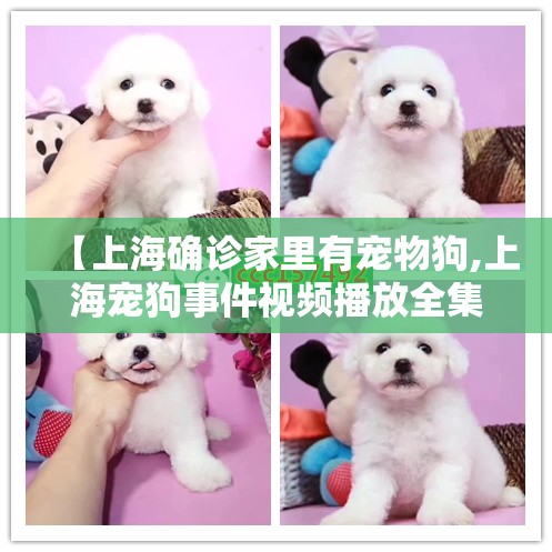 【上海确诊家里有宠物狗,上海宠狗事件视频播放全集】