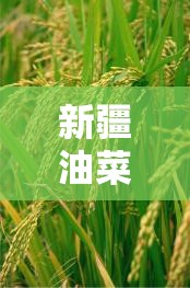新疆油菜籽费用行情（新疆油菜最新消息）