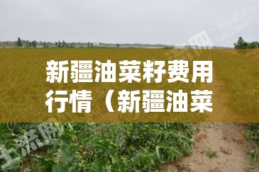 新疆油菜籽费用行情（新疆油菜最新消息）