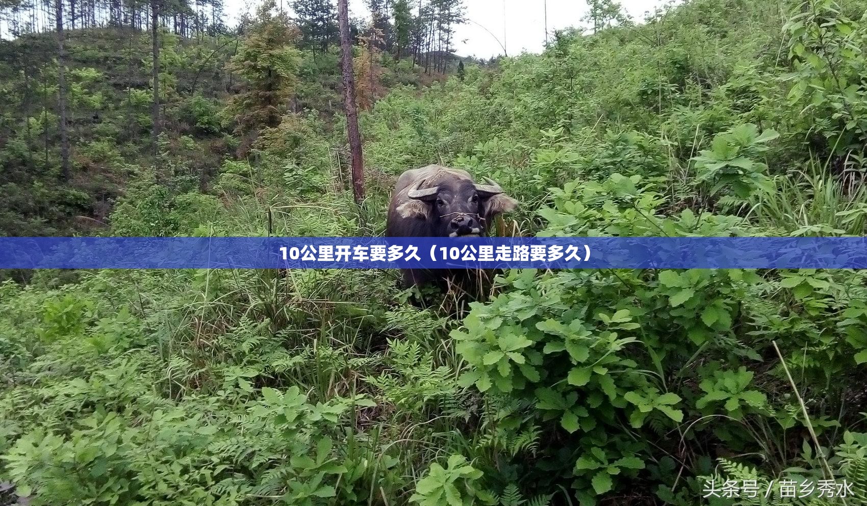 10公里开车要多久（10公里走路要多久）