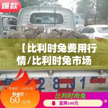 【比利时兔费用行情/比利时兔市场价目表】