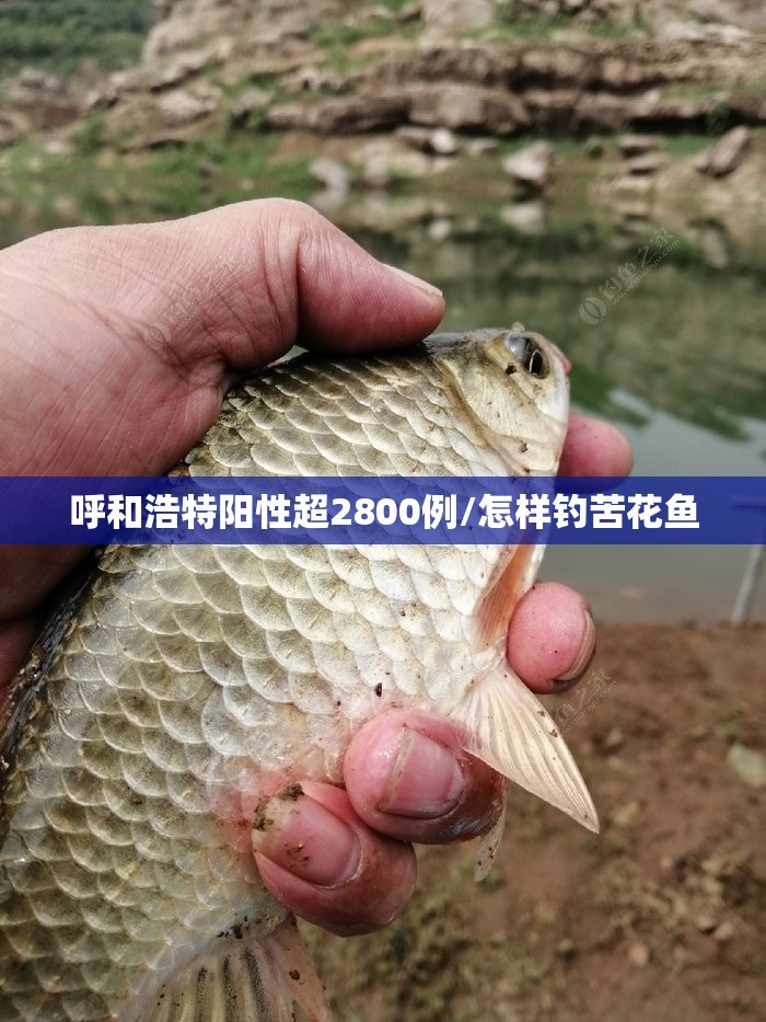 呼和浩特阳性超2800例/怎样钓苦花鱼