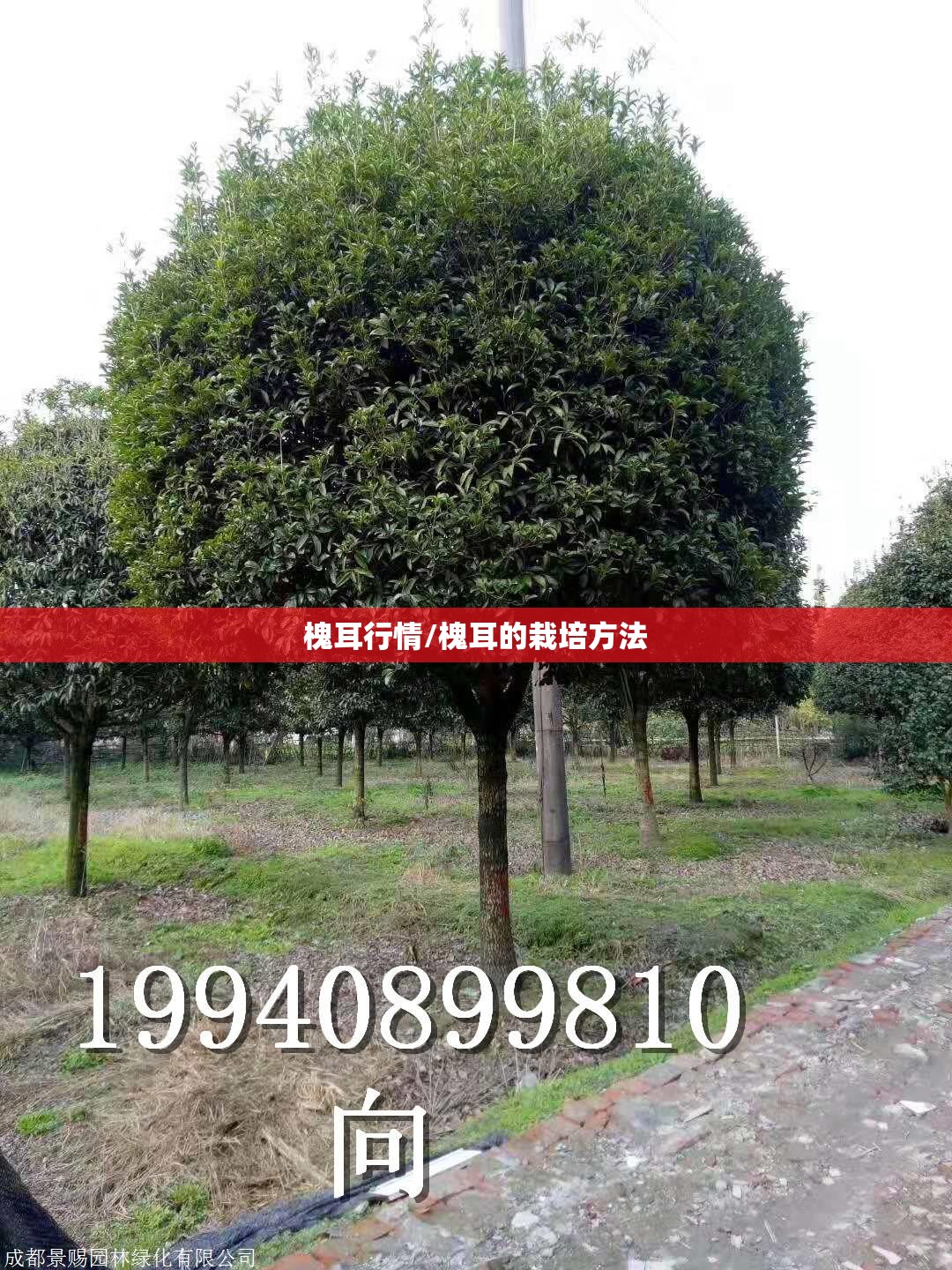 槐耳行情/槐耳的栽培方法