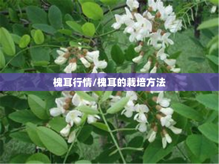 槐耳行情/槐耳的栽培方法
