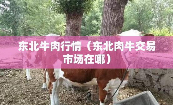 东北牛肉行情（东北肉牛交易市场在哪）