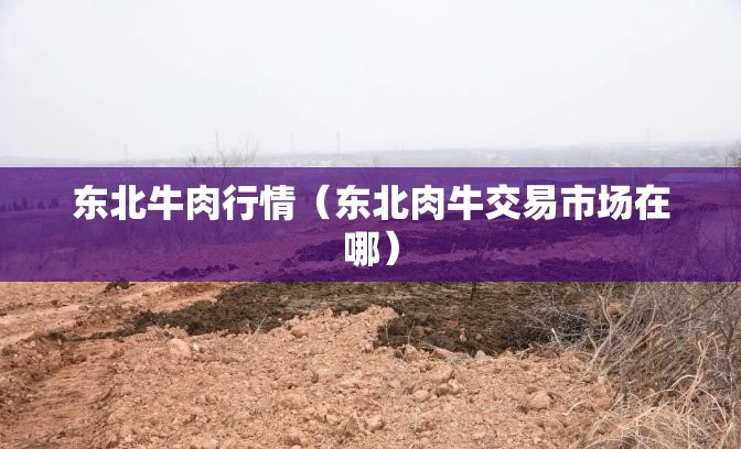 东北牛肉行情（东北肉牛交易市场在哪）