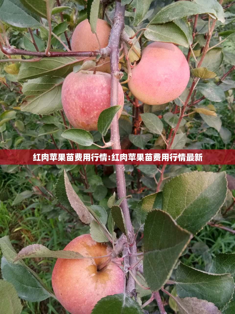 红肉苹果苗费用行情:红肉苹果苗费用行情最新 红肉苹果苗费用行情:红肉苹果苗费用行情最新