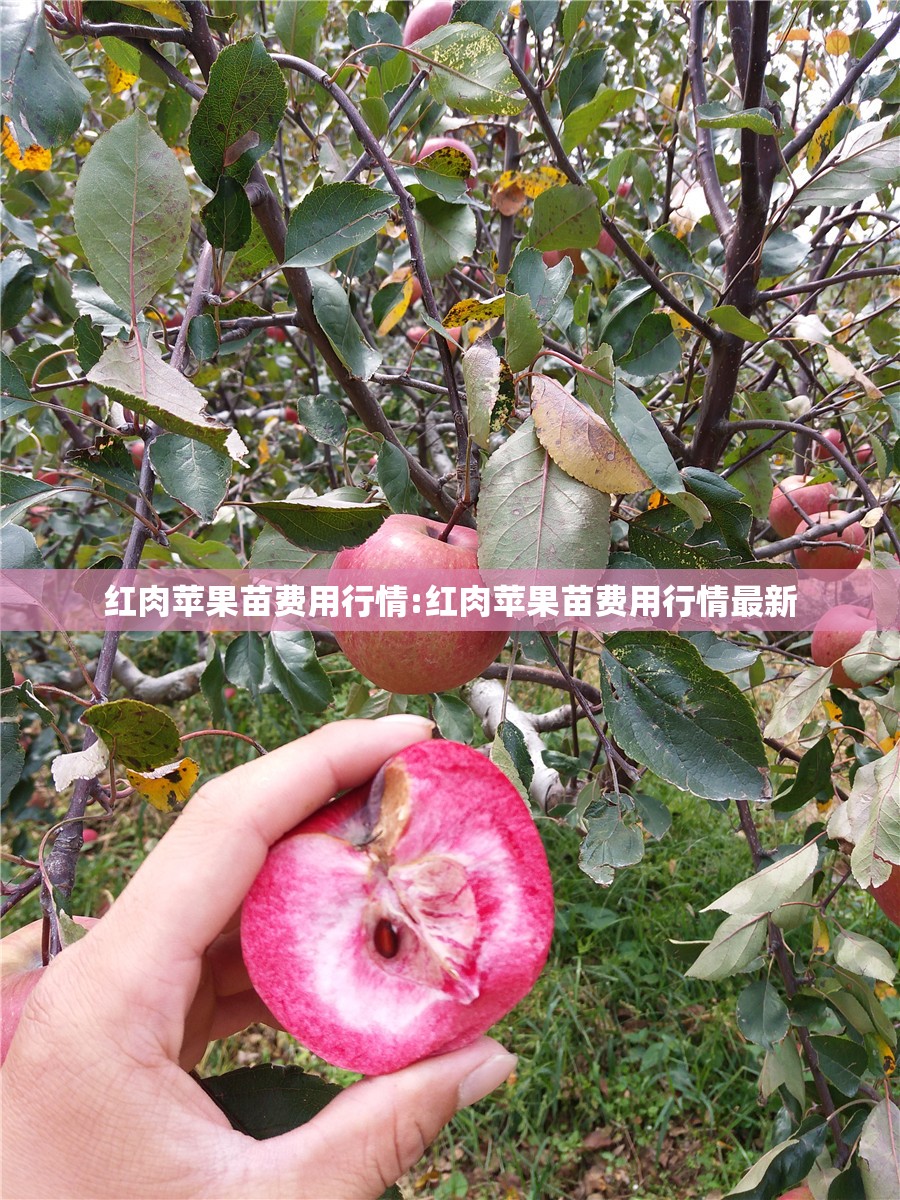 红肉苹果苗费用行情:红肉苹果苗费用行情最新 红肉苹果苗费用行情:红肉苹果苗费用行情最新