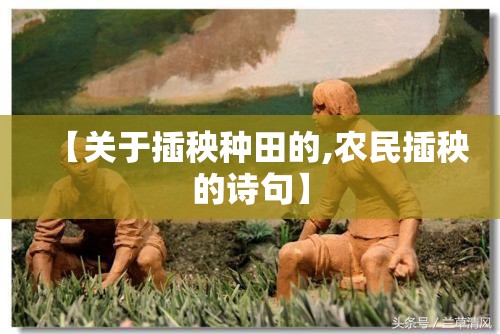 【关于插秧种田的,农民插秧的诗句】 【关于插秧种田的,农民插秧的诗句】