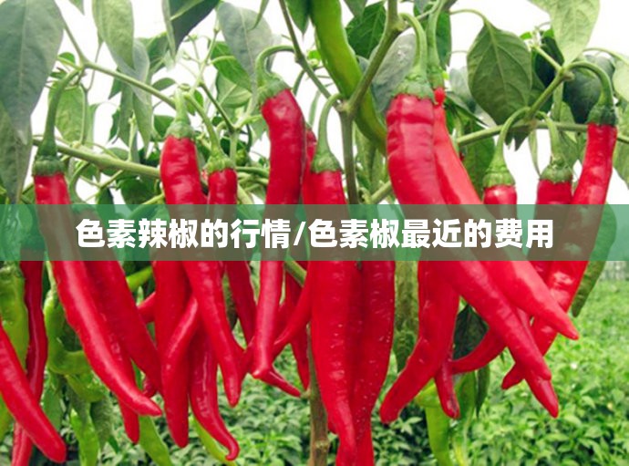 色素辣椒的行情/色素椒最近的费用