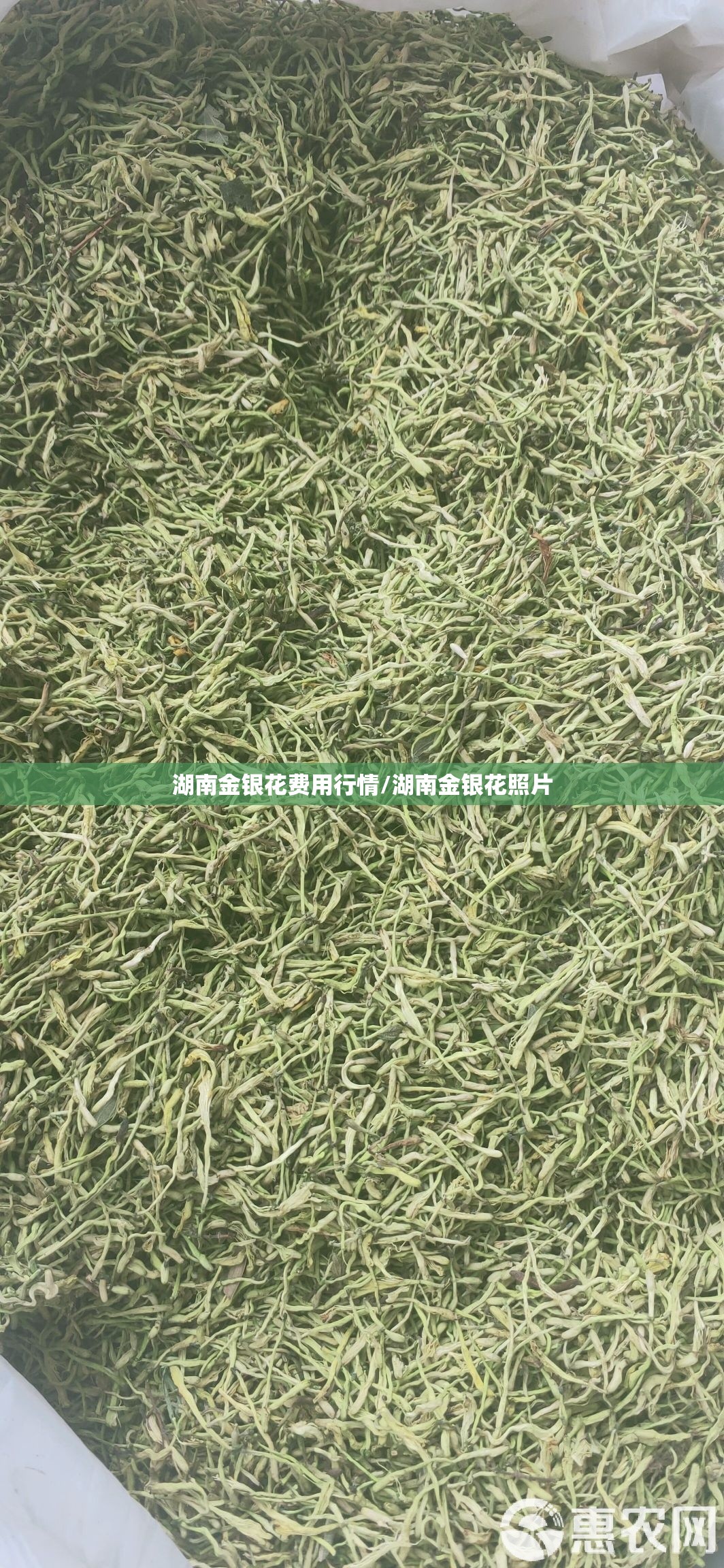 湖南金银花费用行情/湖南金银花照片