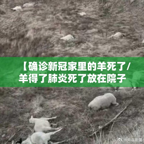 【确诊新冠家里的羊死了/羊得了肺炎死了放在院子还传染吗】