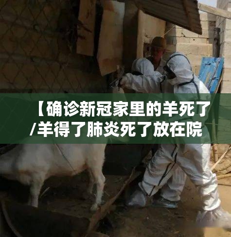 【确诊新冠家里的羊死了/羊得了肺炎死了放在院子还传染吗】