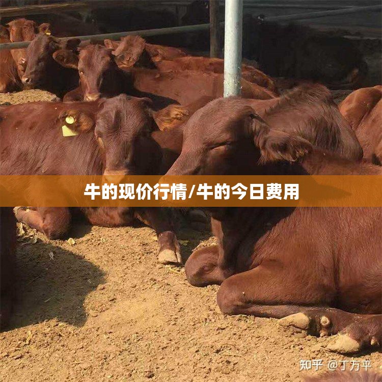 牛的现价行情/牛的今日费用