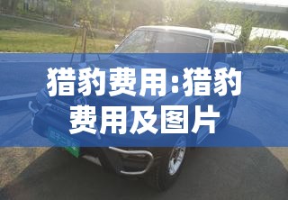 猎豹费用:猎豹费用及图片