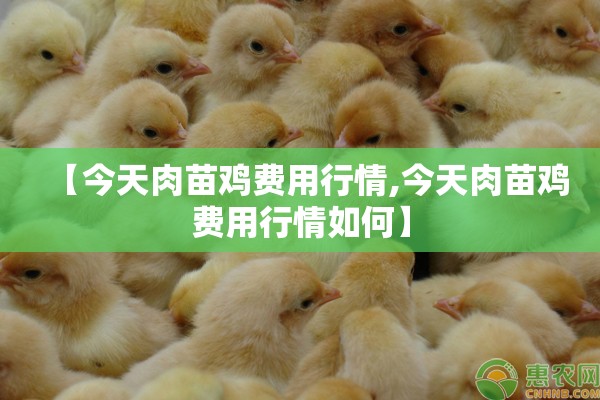 【今天肉苗鸡费用行情,今天肉苗鸡费用行情如何】