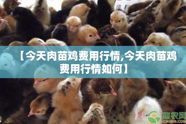 【今天肉苗鸡费用行情,今天肉苗鸡费用行情如何】